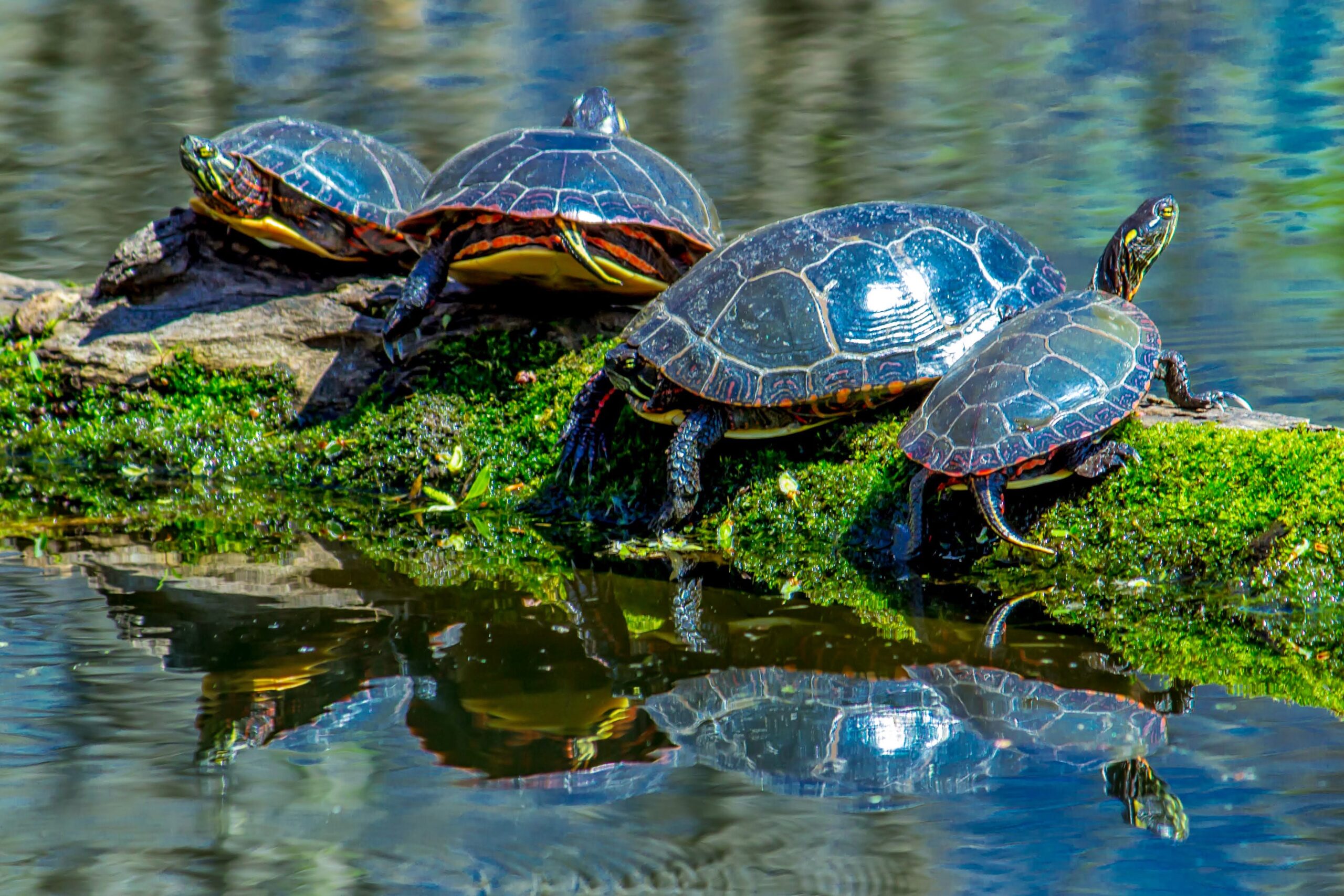 Turtles