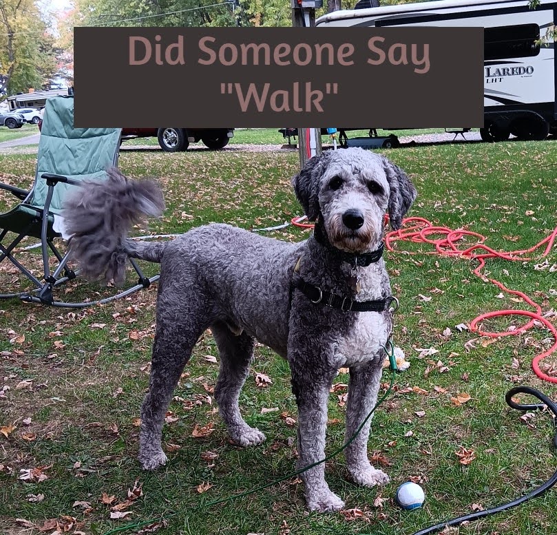 Dog Walk