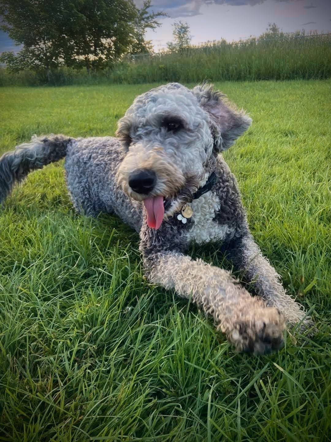 Checkers-The-Dog