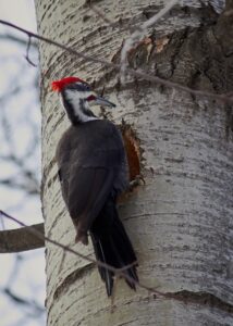 Woodpecker-2